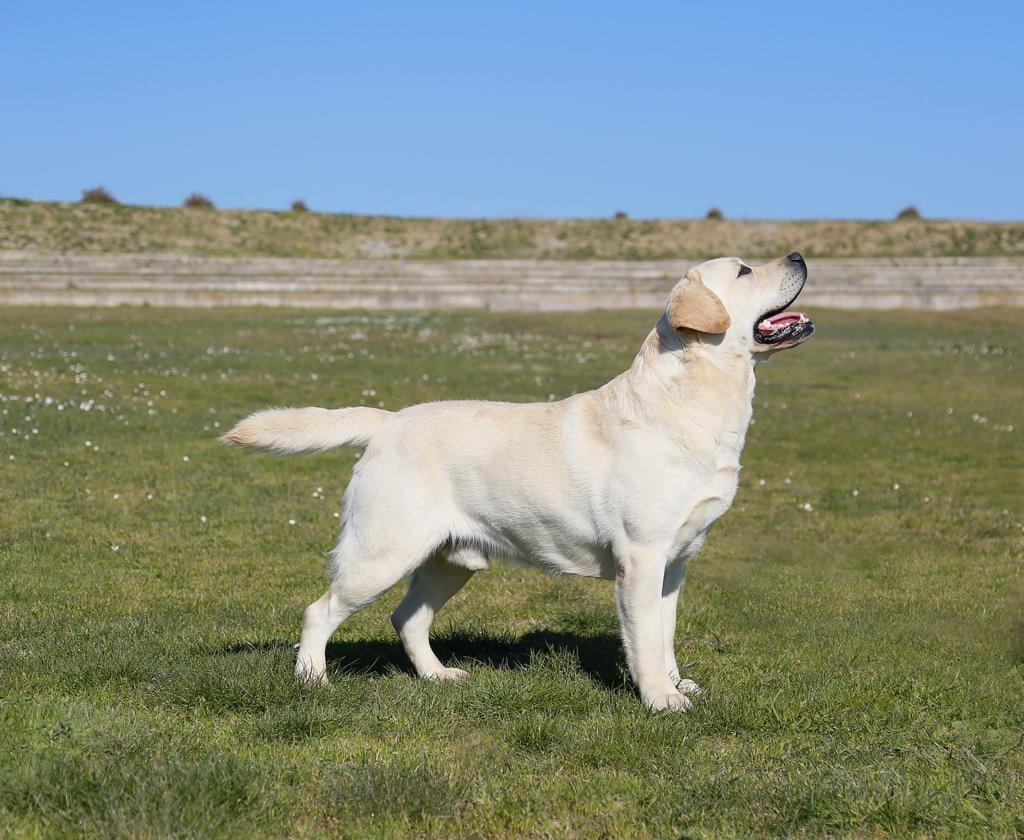 Stallone Giallo di Labrador Multi Campione