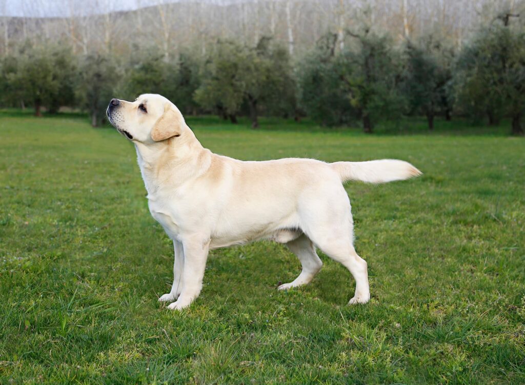 Stallone Giallo di Labrador Multi Campione