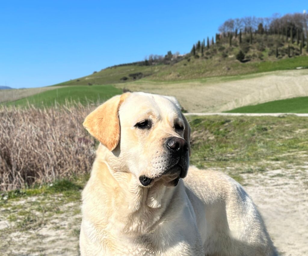 Stallone Giallo di Labrador Multi Campione