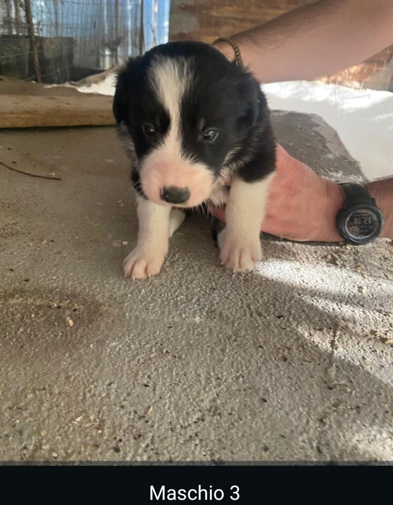 CUCCIOLI DI BORDER COLLIE PURI SENZA PEDIGREE