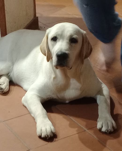 Femmine di Labrador - Adulte e cucciolone