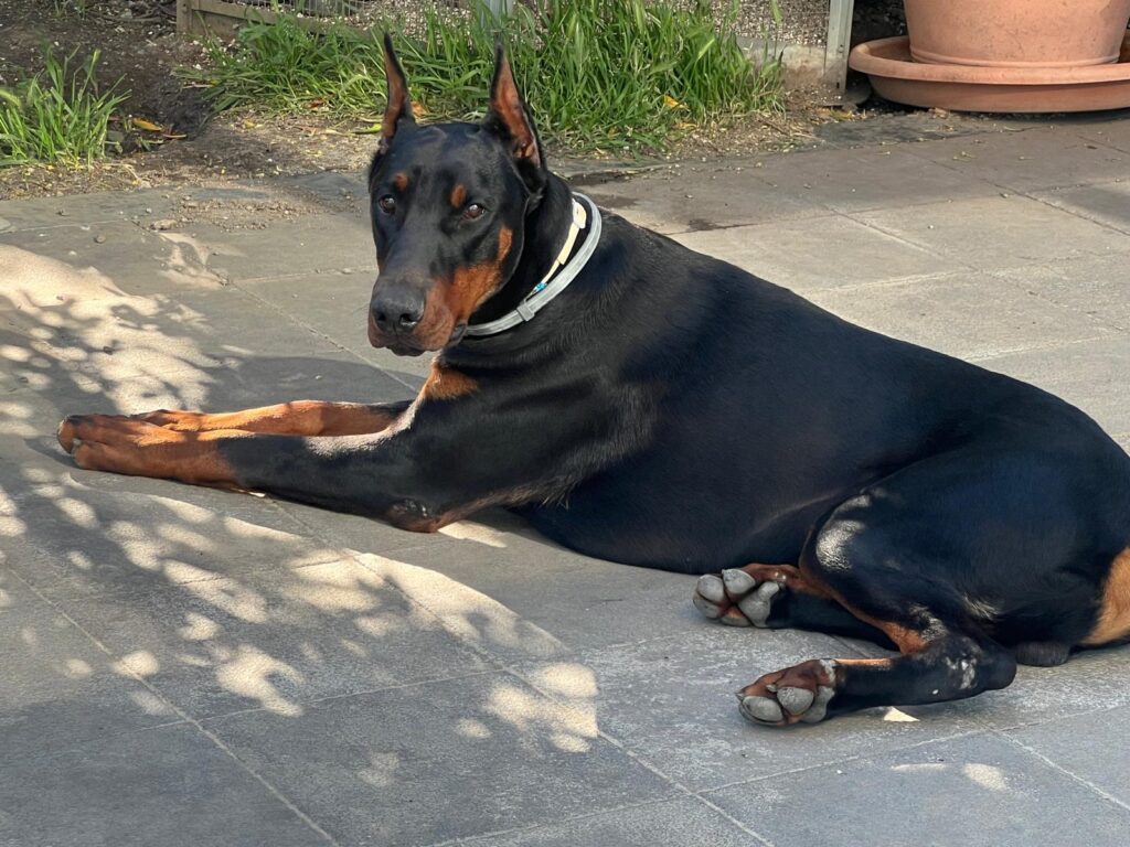 3  MASCHI DOBERMANN E 1 FEMMINA DOBERMANN DISPONIBILI
