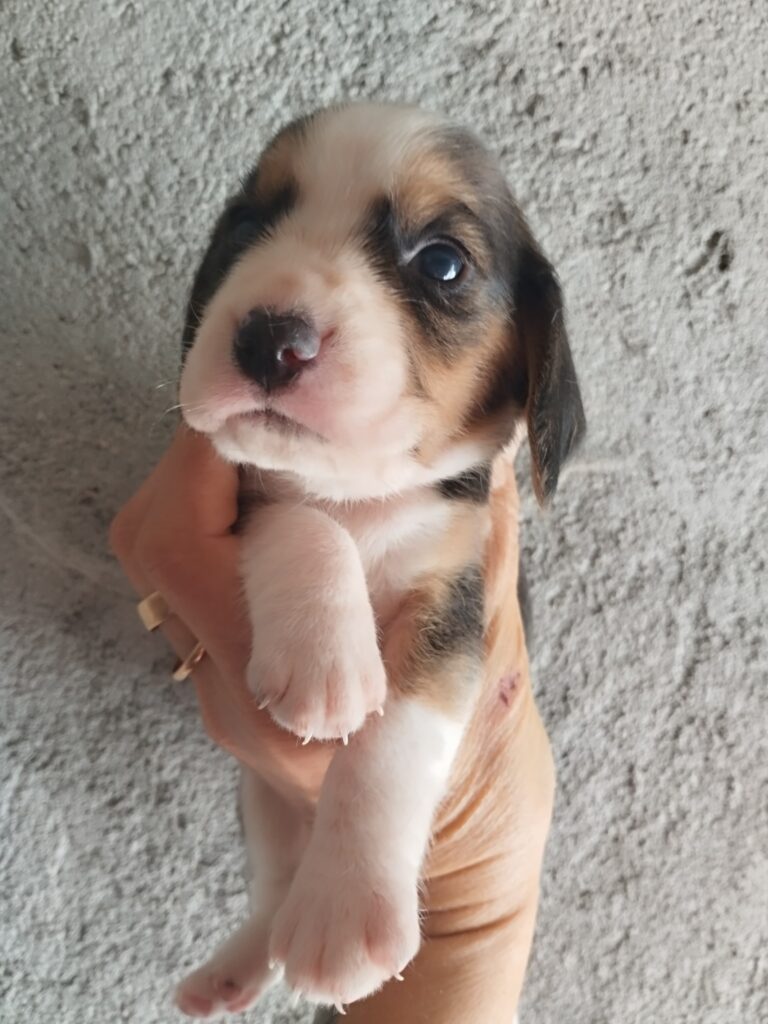 Beagle tricolore
