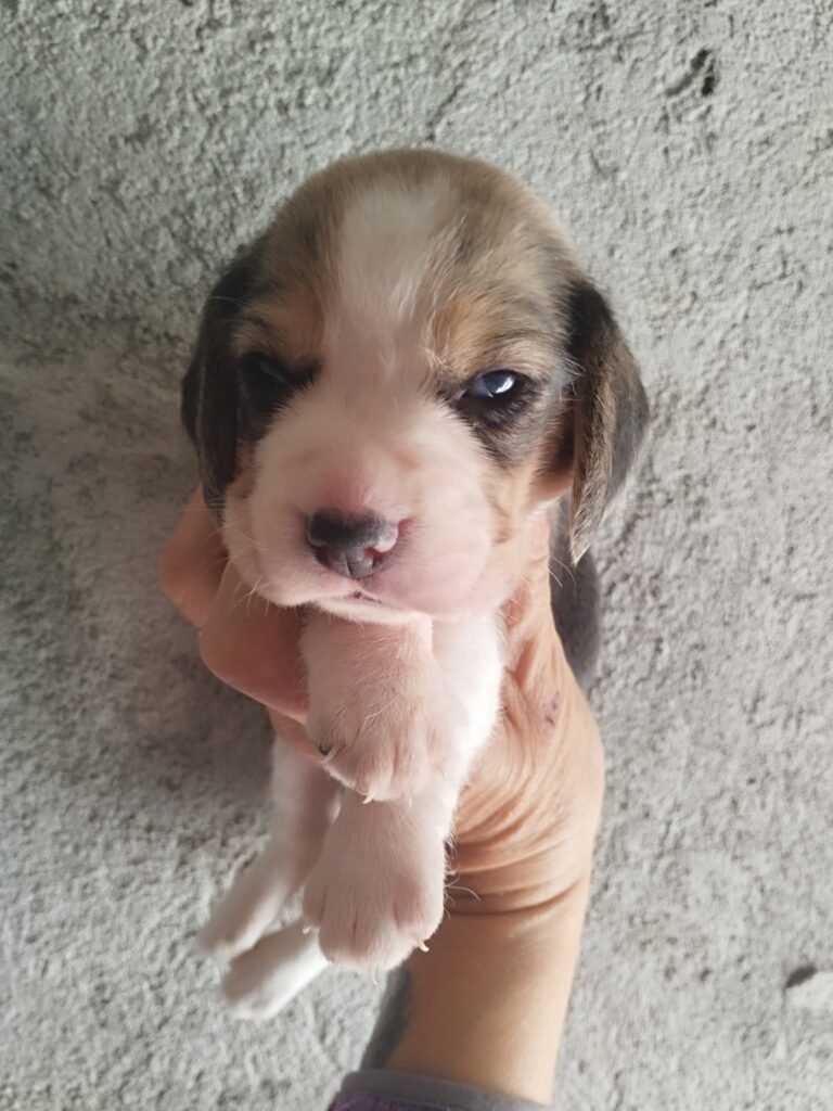 Beagle tricolore
