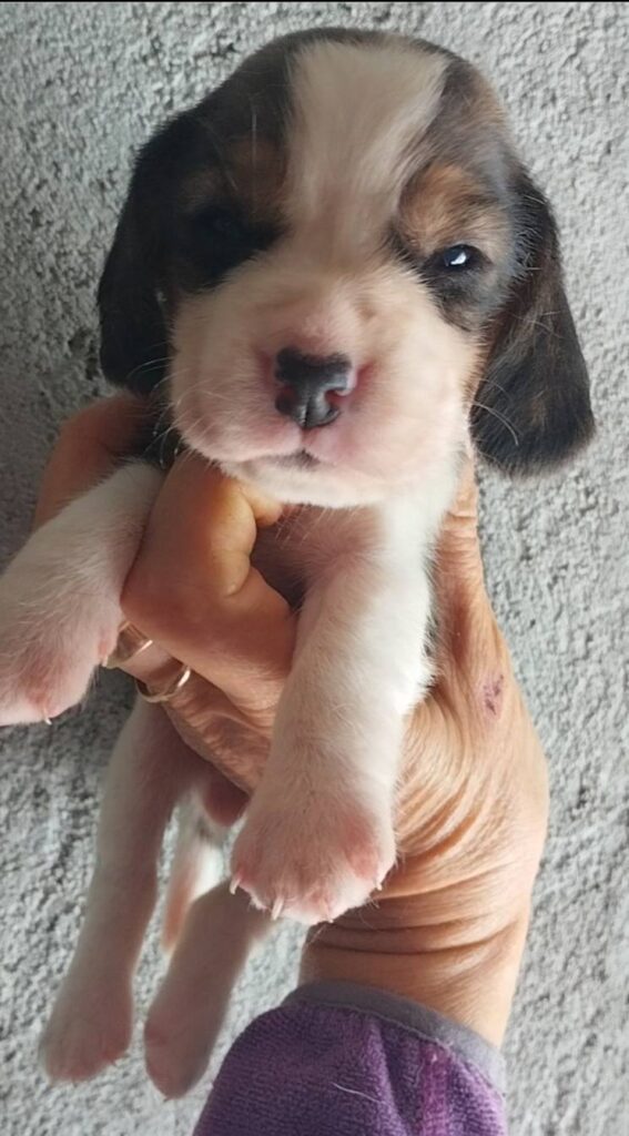 Beagle tricolore