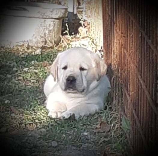 Stallone Giallo di Labrador Multi Campione