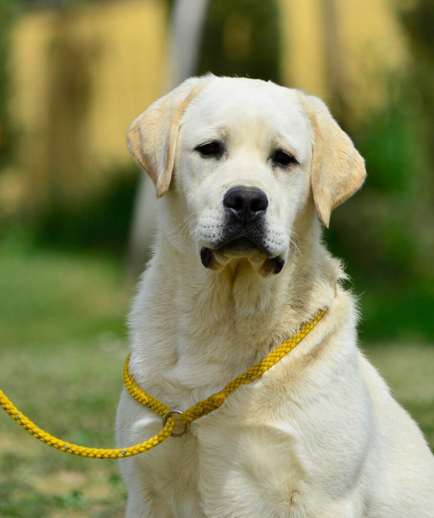 Stallone Giallo di Labrador Multi Campione