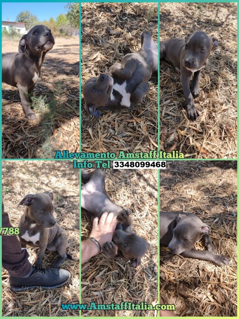 Cuccioli Amstaff Blu Italia. Allevamento in Puglia Bari Basilicata Potenza.