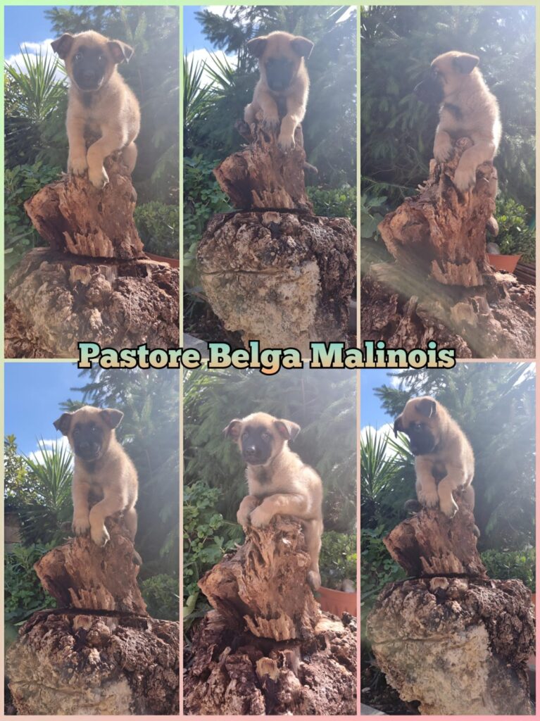 Allevamento Pastore Belga Malinois in Basilicata Campania Calabria