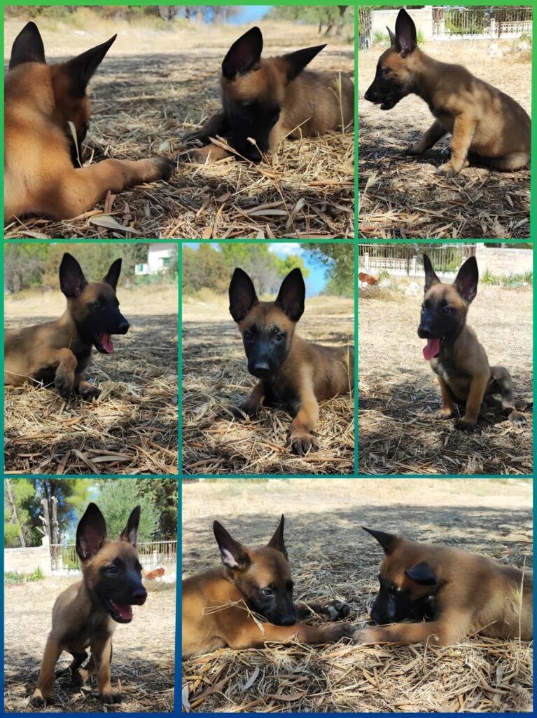 Cuccioli Pastore Belga Malinois Italia. Allevamento in Puglia Bari Lecce Taranto Foggia Brindisi.