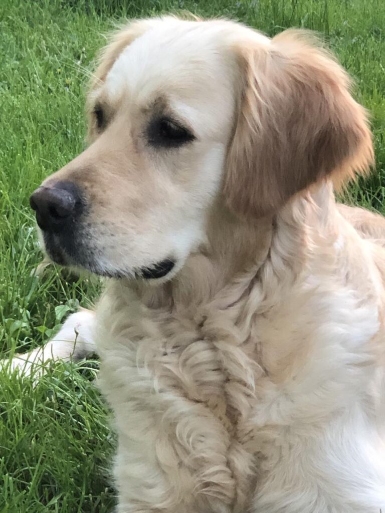 Cuccioli golden retriever