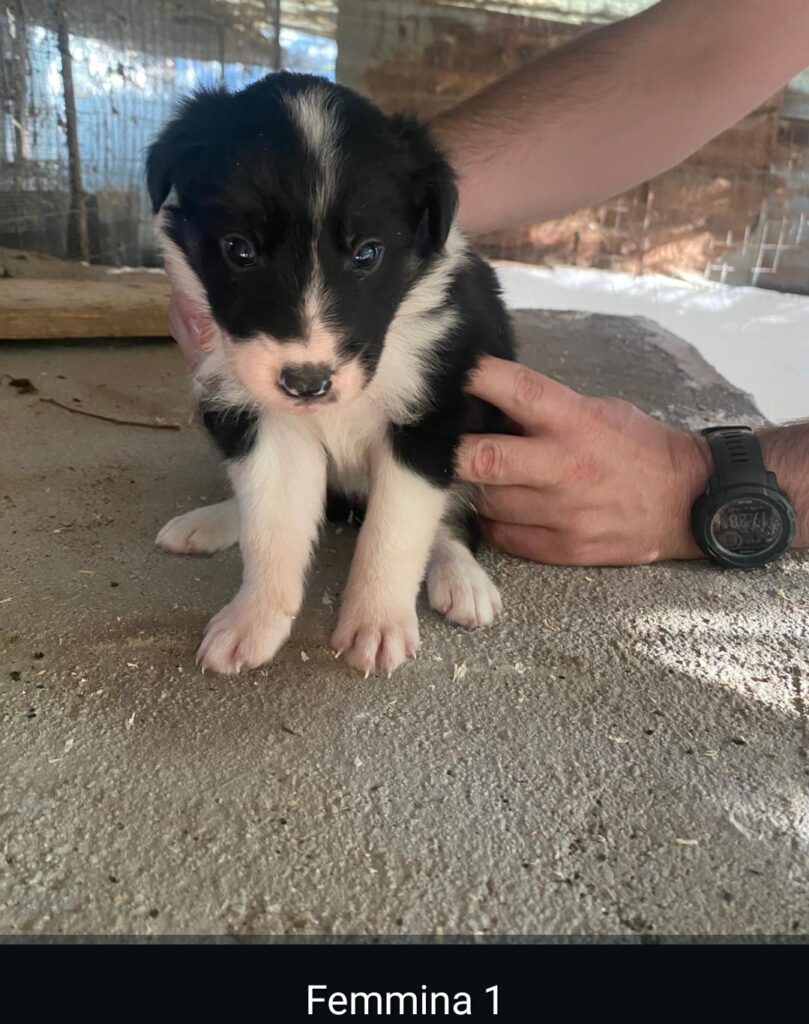 CUCCIOLI DI BORDER COLLIE PURI SENZA PEDIGREE