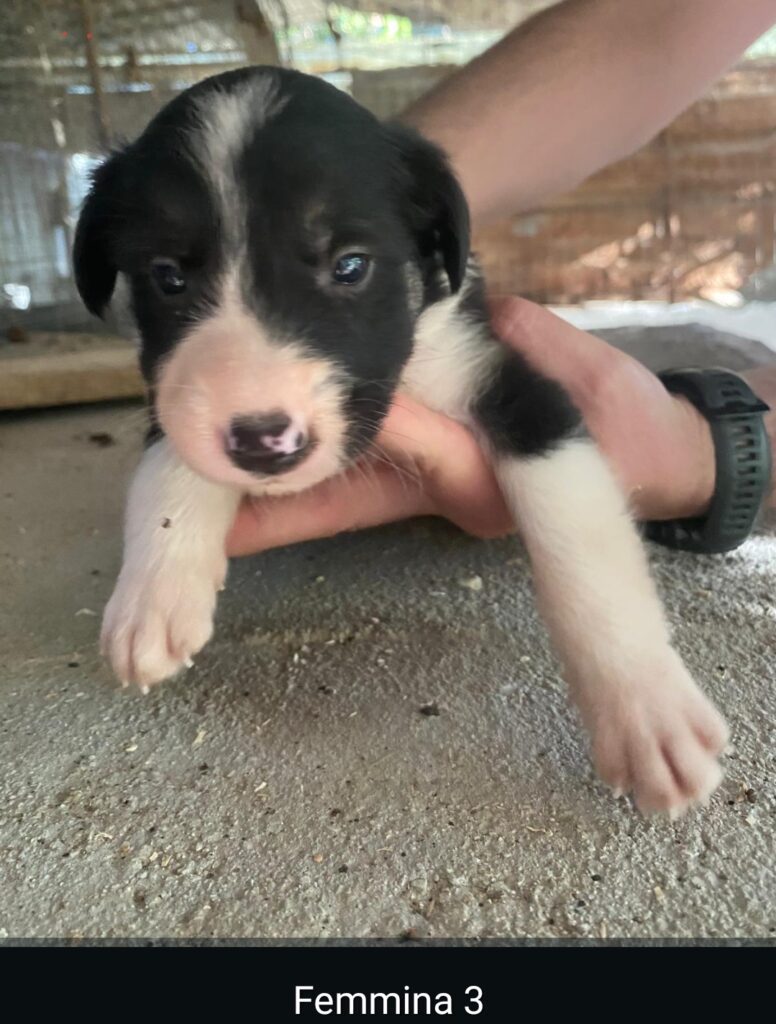 CUCCIOLI DI BORDER COLLIE PURI SENZA PEDIGREE