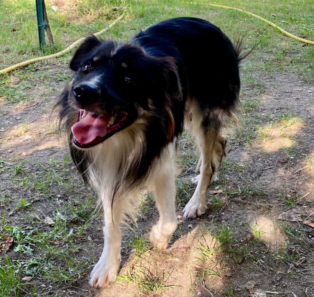 CUCCIOLI DI BORDER COLLIE PURI SENZA PEDIGREE