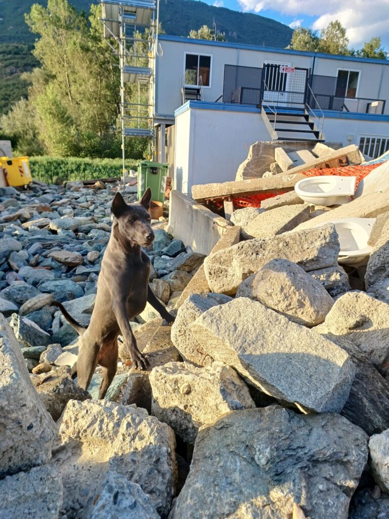 Cuccioli Thai Ridgeback Blue