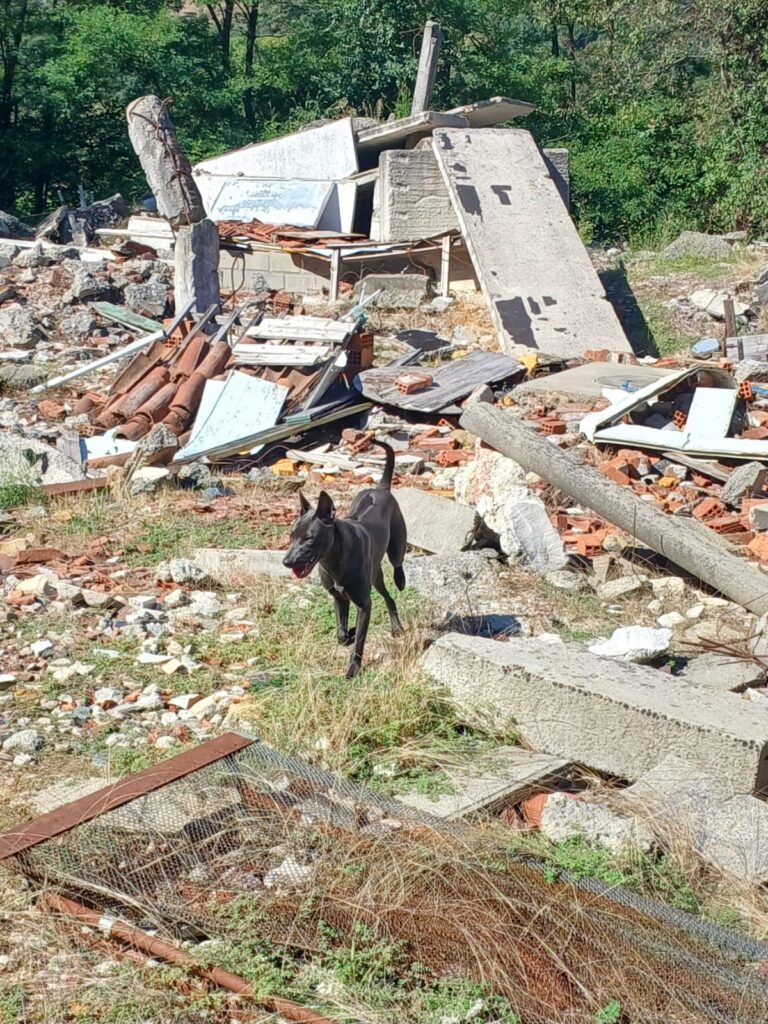Cuccioli Thai Ridgeback Blue