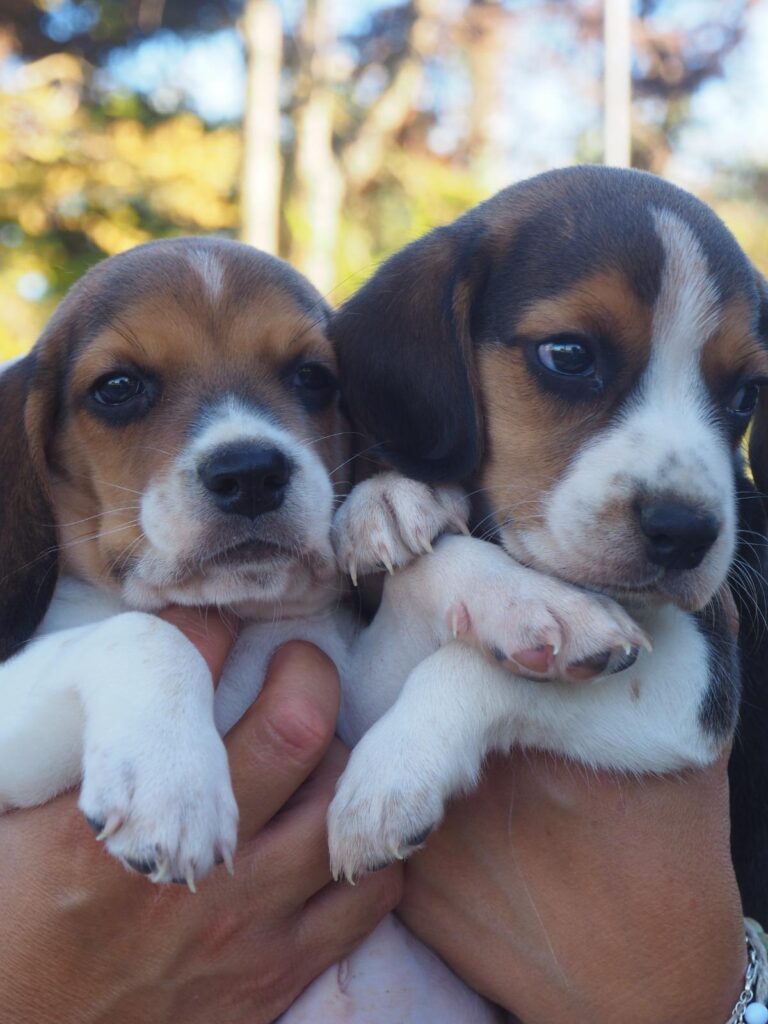 Cuccioli Beagle con pedigree
