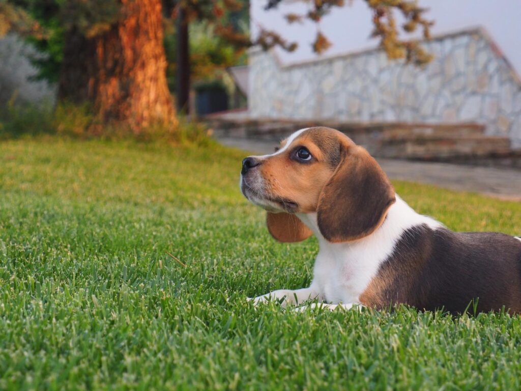 Cuccioli Beagle con pedigree