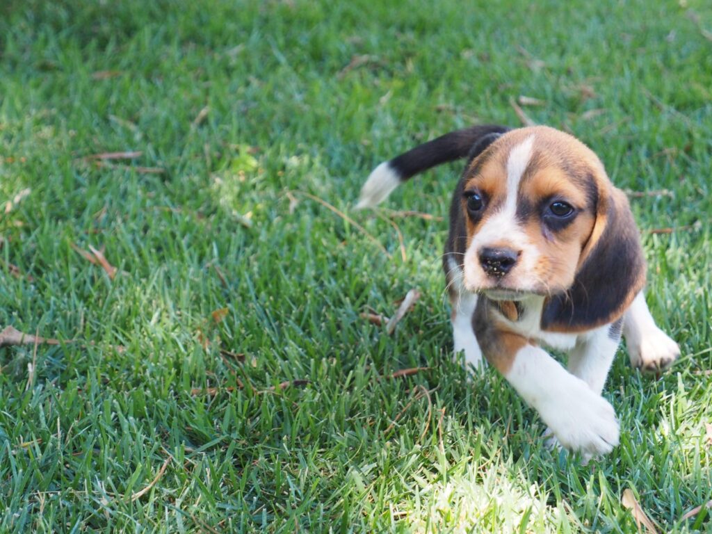 Cuccioli Beagle con pedigree