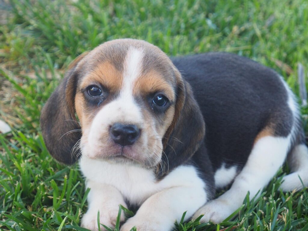Cuccioli Beagle con pedigree