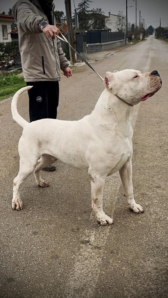 CUCCIOLI DOGO ARGENTINO