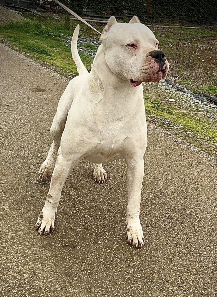 CUCCIOLI DOGO ARGENTINO