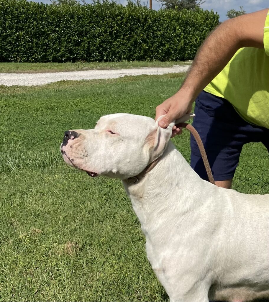CUCCIOLI DOGO ARGENTINO