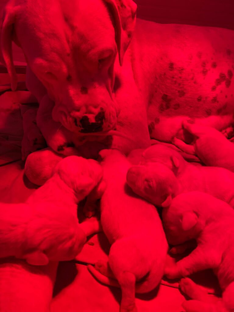 CUCCIOLI DOGO ARGENTINO