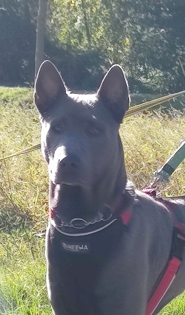 Cuccioli Thai Ridgeback Blue