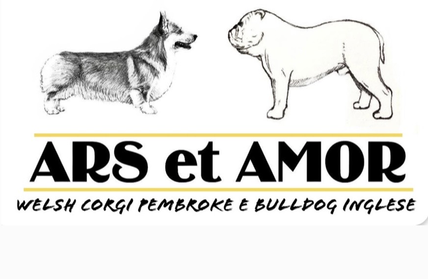 Cuccioli Bulldog Inglese