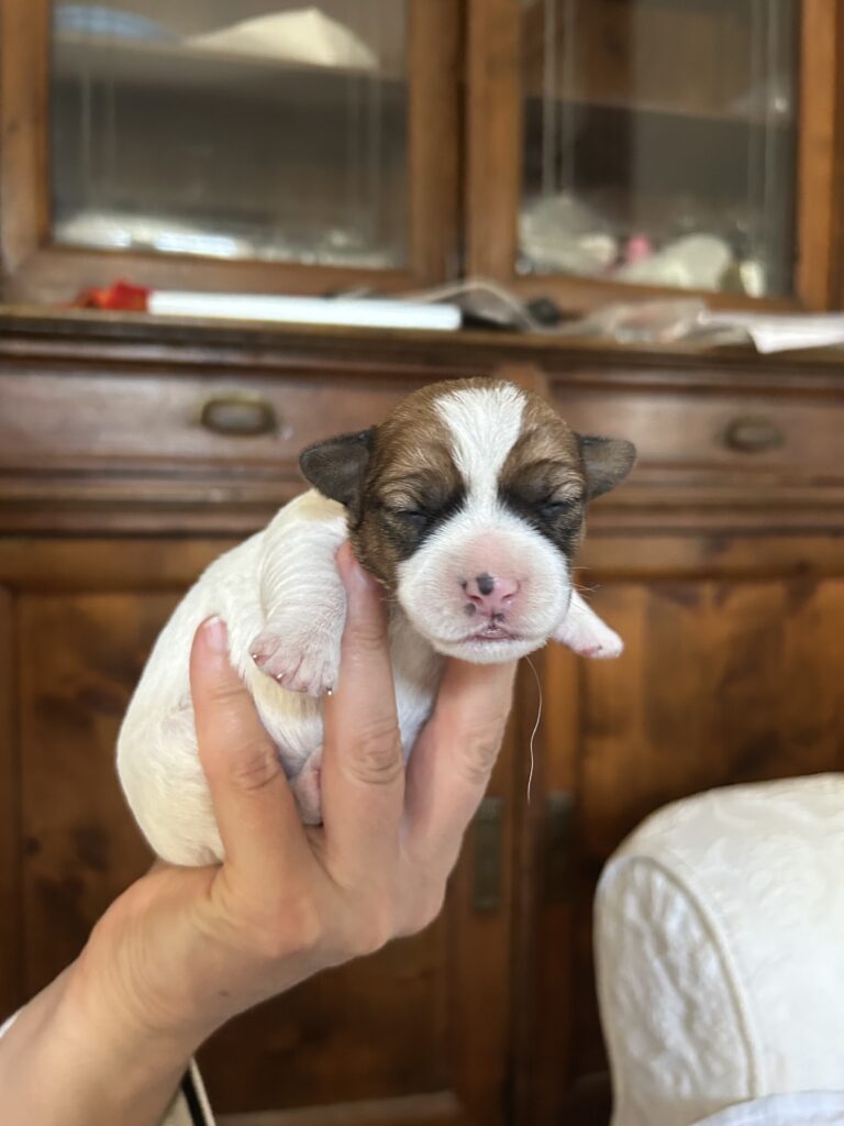 Cuccioli jack russel pelo lungo