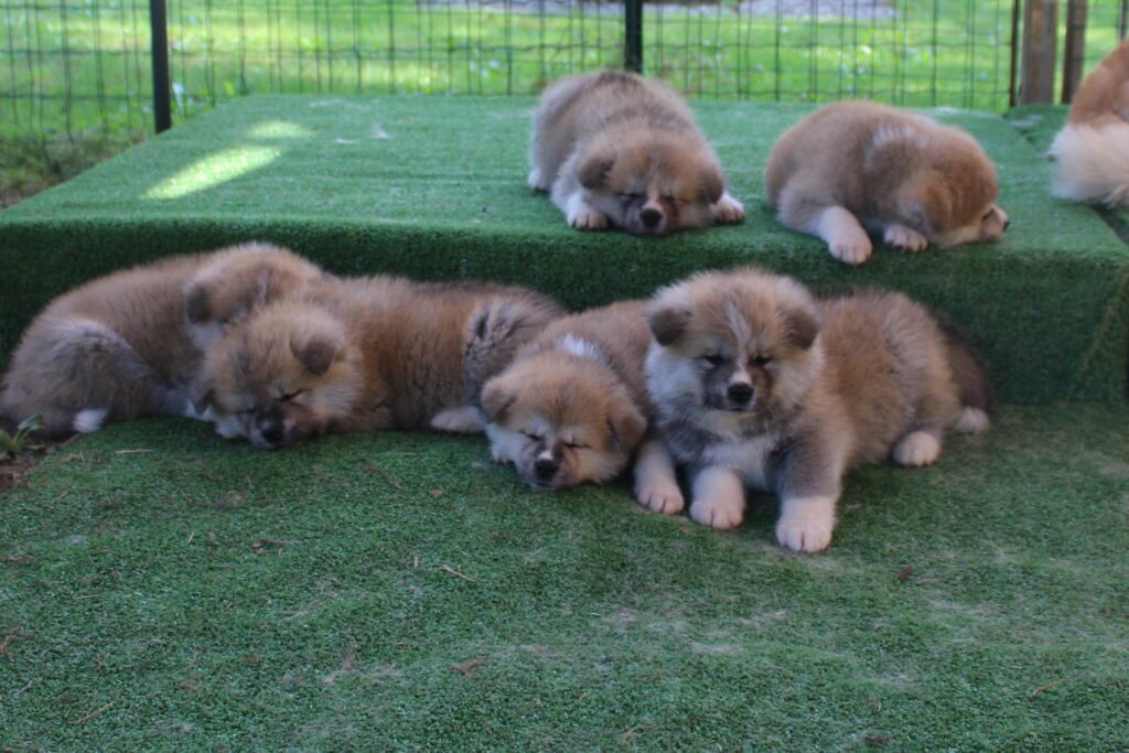 CUCCIOLI AKITA INU