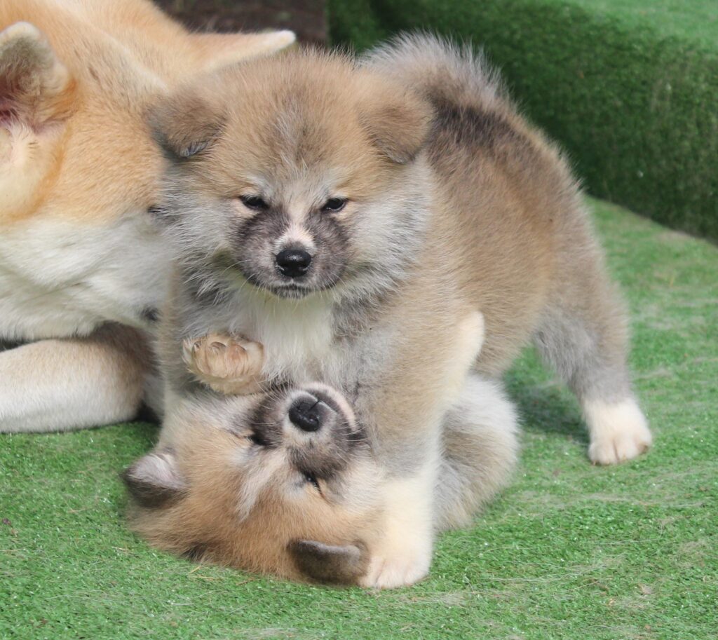CUCCIOLI AKITA INU