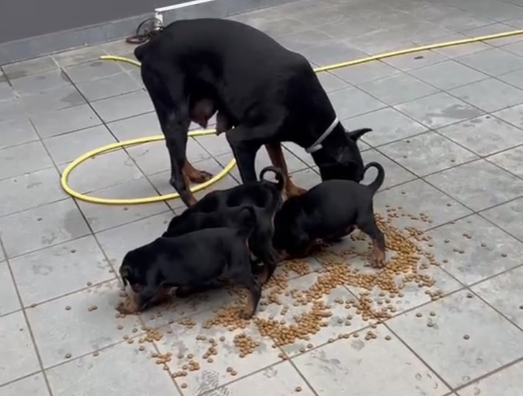 3  MASCHI DOBERMANN E 1 FEMMINA DOBERMANN DISPONIBILI