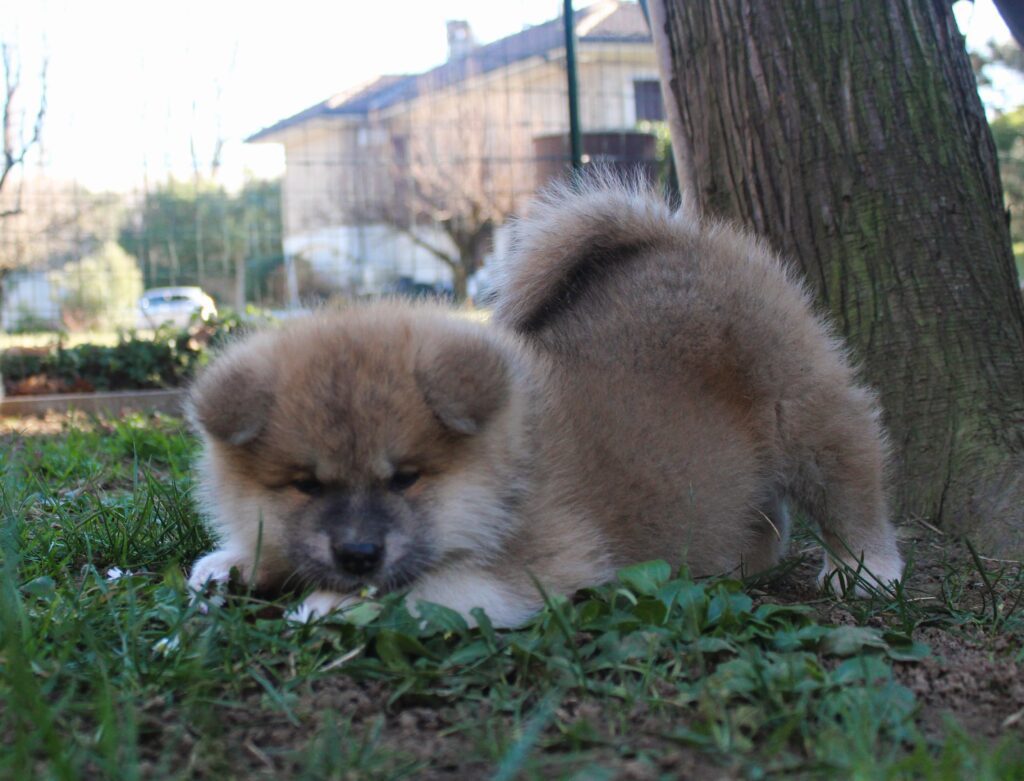 CUCCIOLI AKITA INU