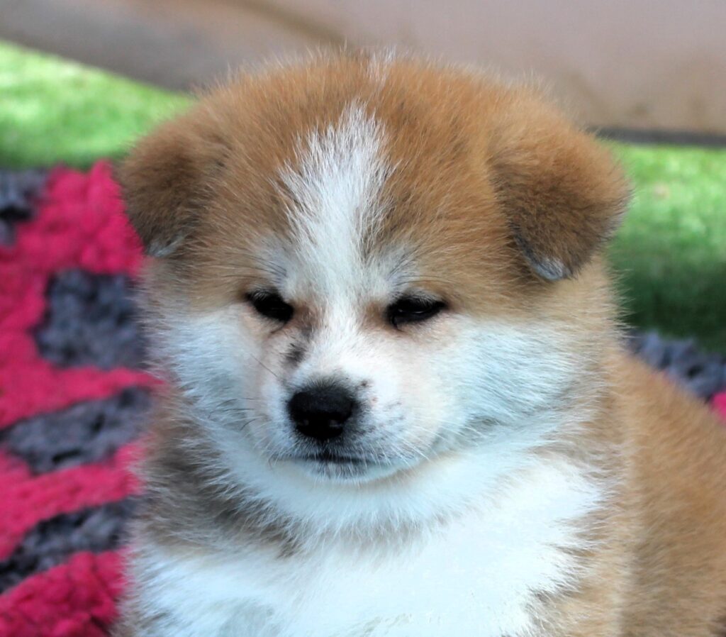 CUCCIOLI AKITA INU