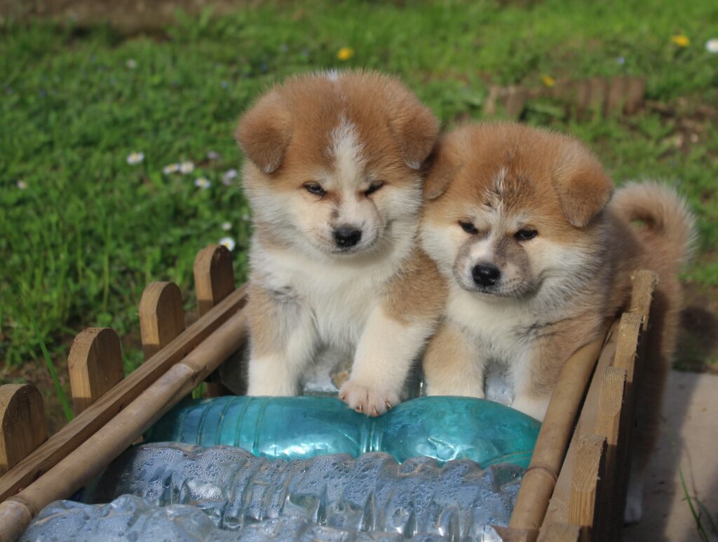 CUCCIOLI AKITA INU
