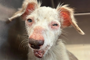 Cane in canile sembra morto, ma ritorno in vita grazie all'amore: la storia di Snoots