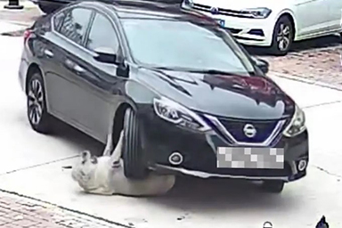 Viene investito da un'auto, ma sopravvive perché obeso: la storia del cane Yuan Yuan