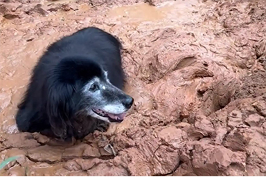 Cane anziano rimane intrappolato nelle sabbie mobili: ecco il suo drammatico salvataggio
