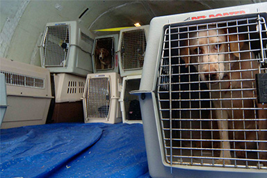 La sentenza della Corte Ue: “Cani in stiva come bagagli”