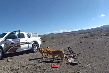 Li trova legati a una bicicletta nel deserto: escursionista cambia il destino di due cani