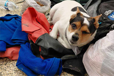 Tifone Halong, i cani di un piccolo villaggio vengono salvati da alcuni eroi