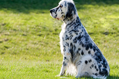 Precipita per decina di metri in un canalone: cane da caccia salvato dal Soccorso alpino