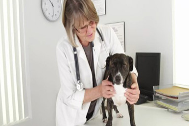 Lo studio: “Molecole nel sangue danno informazioni sull'invecchiamento del cane”
