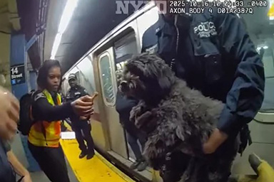 Il salvataggio del cane Moose, incastrato sotto il treno della metro di New York