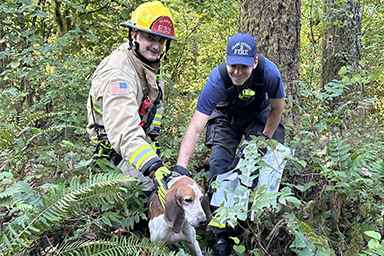 Rimane intrappolato in un fosso nel bosco: cane salvato grazie ai suoi lamenti