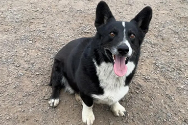 Cane scappato durante una tempesta viene ritrovato a 3200 chilometri di distanza