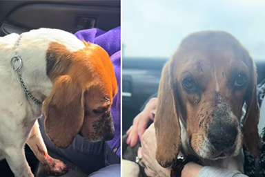 Abbandonato in strada con due colpi di pistola in testa, ecco la trasformazione del cane Juni