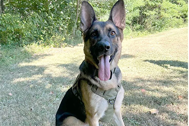 La storia di Knox, da randagio a cane poliziotto